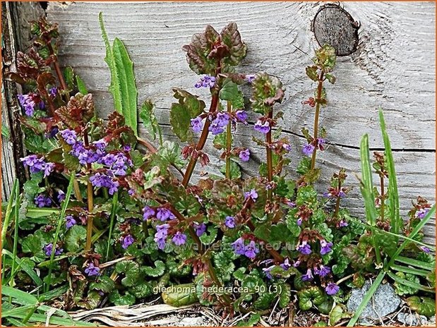 Glechoma hederacea | Hondsdraf, Kruip-door-de-tuin