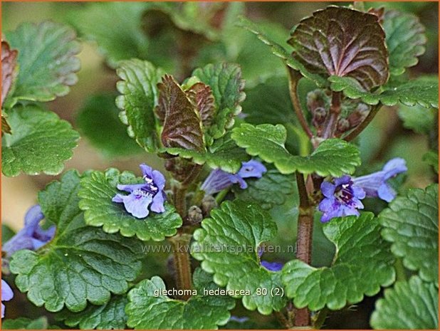 Glechoma hederacea | Hondsdraf, Kruip-door-de-tuin