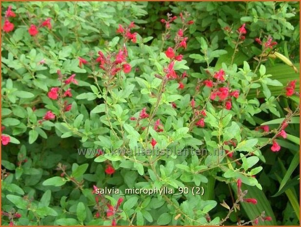 Salvia microphylla | Salie, Salvia | Johannisbeersalbei