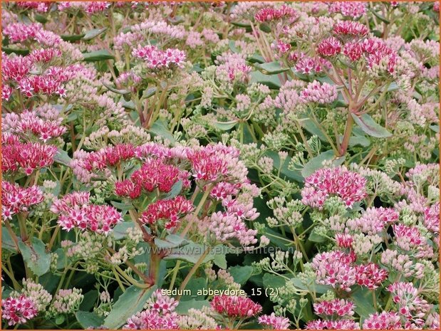 Sedum 'Abbeydore' | Hemelsleutel, Vetkruid