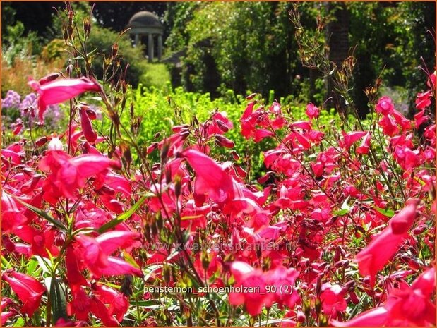 Penstemon 'Schoenholzeri' | Schildpadbloem, Slangenkop