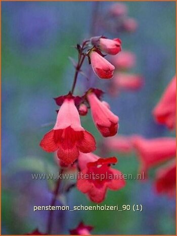 Penstemon 'Schoenholzeri' | Schildpadbloem, SlangenkopPenstemon 'Schoenholzeri' | Schildpadbloem, Slangenkop