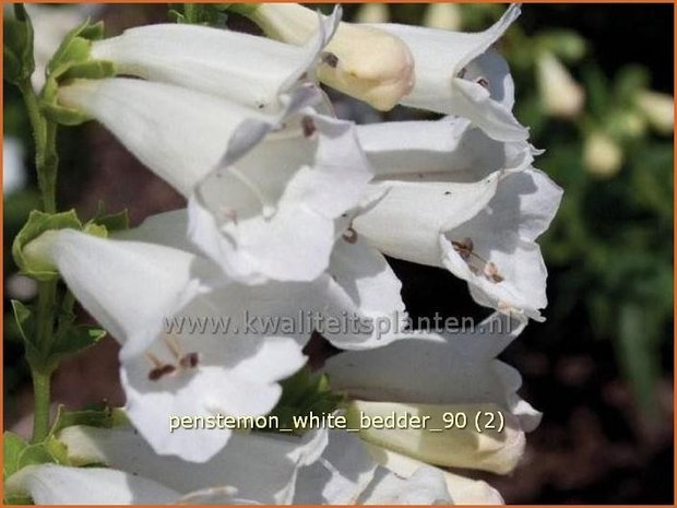 Penstemon 'White Bedder' | Schildpadbloem, Slangenkop