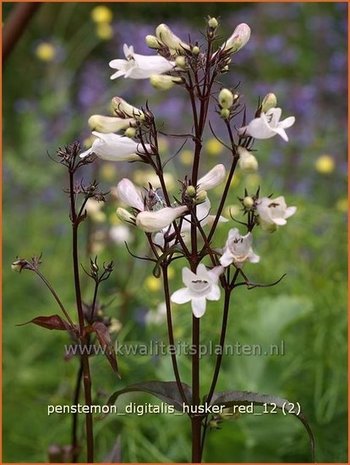 Penstemon digitalis 'Husker Red' | Schildpadbloem, Slangenkop