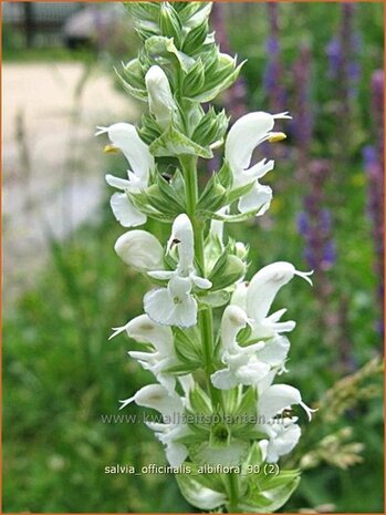 Salvia officinalis 'Albiflora' | Salie, Keukensalie