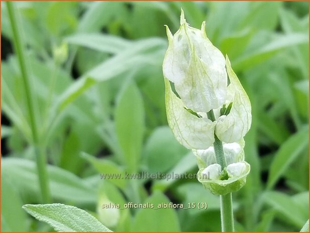 Salvia officinalis 'Albiflora' | Echte salie, Keukensalie, Salie, Salvia