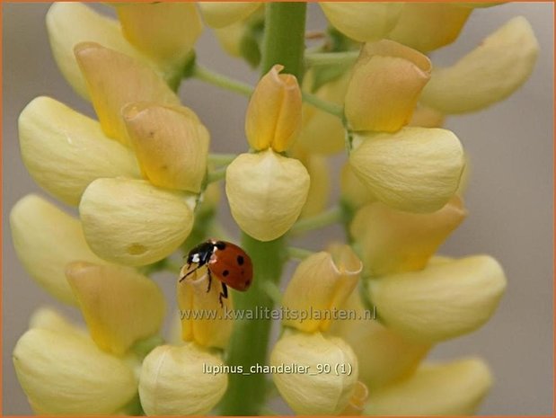 Lupinus 'Chandelier' | Lupine