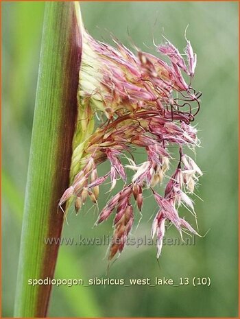 Spodiopogon sibiricus 'West Lake' | Siberisch siergras