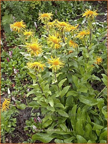 Inula orientalis | Oosterse alantInula orientalis | Oosterse alant