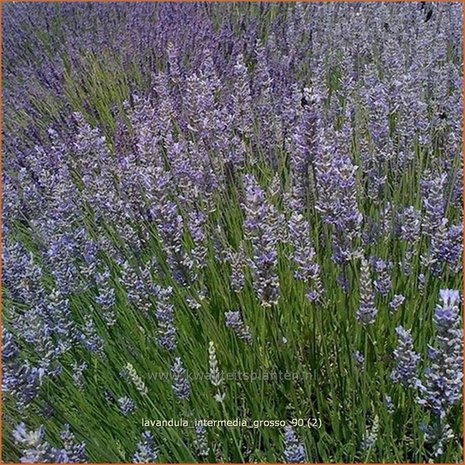 Lavandula intermedia 'Grosso' | Lavandin, Lavendel