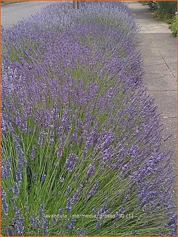 Lavandula intermedia 'Grosso' | Lavandin, Lavendel