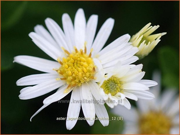 Aster ageratoides 'Starshine' | Aster