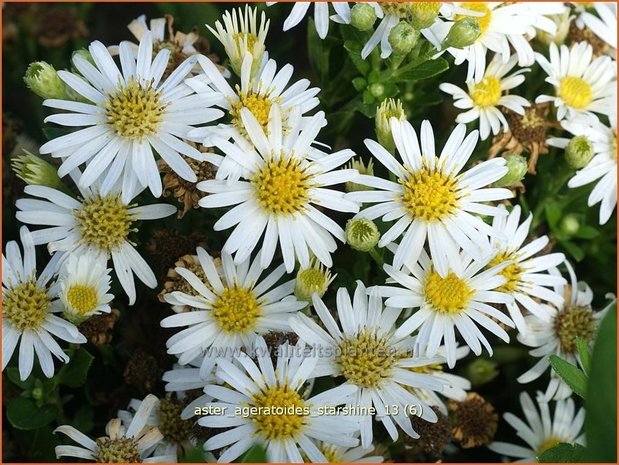 Aster ageratoides 'Starshine' | Aster