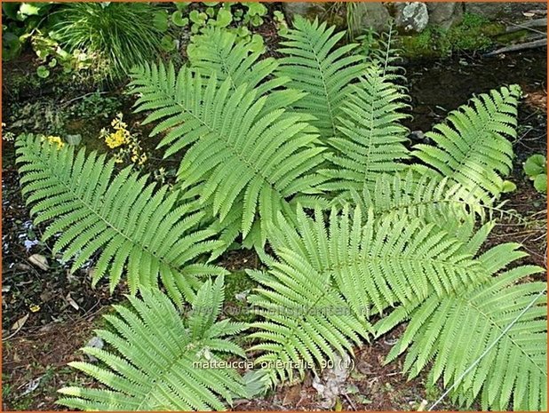 Matteuccia orientalis | Oosterse struisvaren, Struisvaren, Bekervaren | Asiatischer Straußenfarn