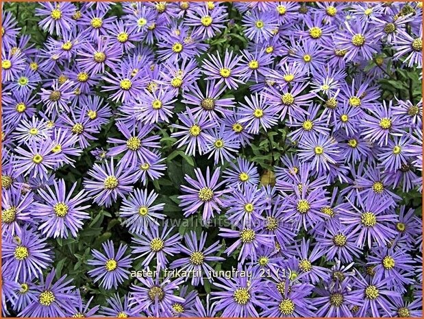 Aster frikartii 'Jungfrau' | Aster