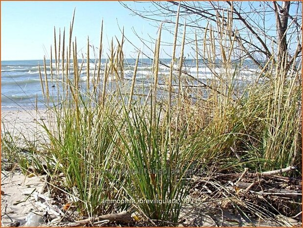 Ammophila breviligulata