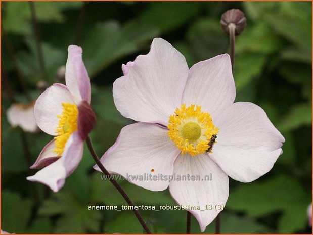 Anemone tomentosa 'Robustissima' | Anemoon, Herfstanemoon