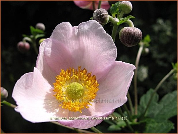 Anemone tomentosa 'Robustissima' | Anemoon, Herfstanemoon