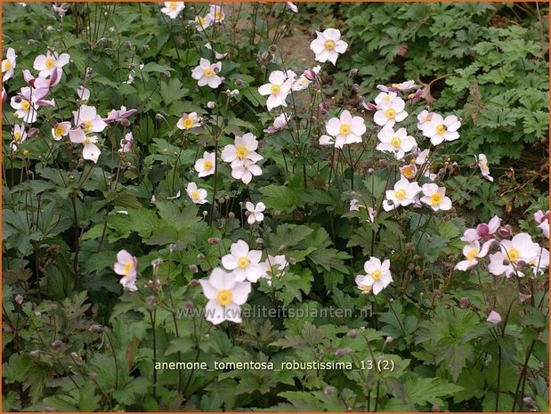 Anemone tomentosa 'Robustissima' | Anemoon, Herfstanemoon