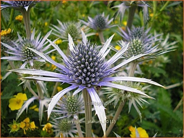 Eryngium planum | Kruisdistel