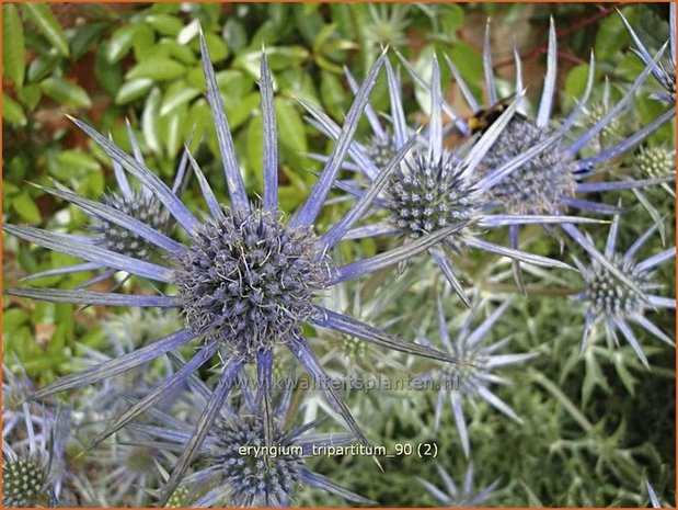 Eryngium tripartitum | Kruisdistel