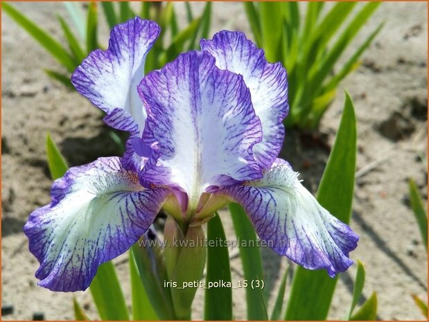 Iris 'Petit Polka' | Zwaardlelie, Iris, Lis