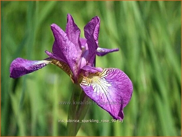 Iris sibirica 'Sparkling Rose' | Iris, Lis, Siberische iris