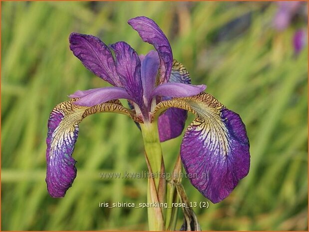 Iris sibirica 'Silver Edge' | Iris, Lis, Siberische iris