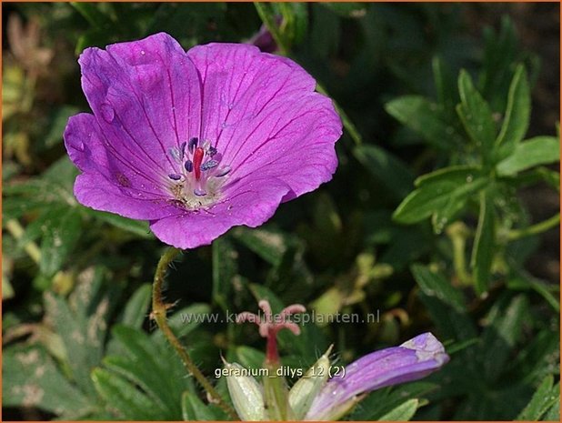 Geranium 'Dilys' | Ooievaarsbek