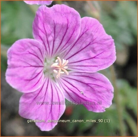 Geranium sanguineum 'Canon Miles' | Ooievaarsbek