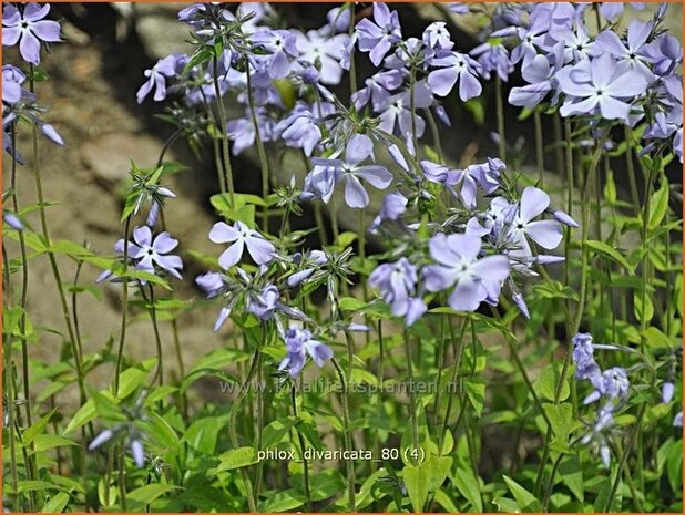 Phlox divaricata | Voorjaarsvlambloem, Vlambloem, Flox, Floks | Wald-Flammenblume