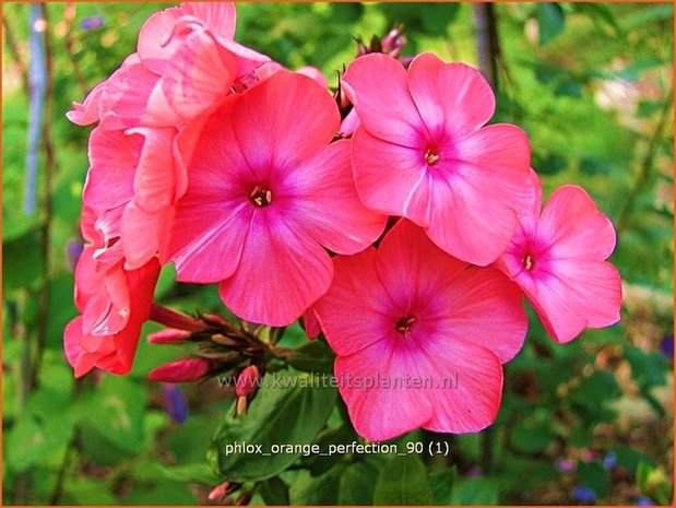 Phlox 'Orange Perfection' | Vlambloem