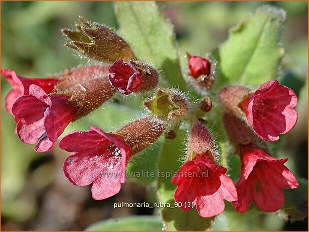 Pulmonaria rubra | Longkruid