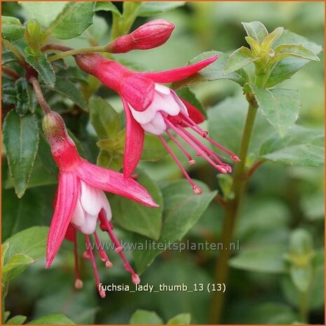 Fuchsia 'Lady Thumb' | Bellenplant