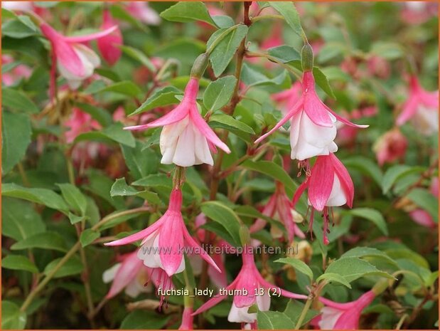 Fuchsia 'Lady Thumb' | Bellenplant