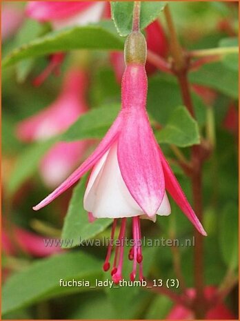 Fuchsia 'Lady Thumb' | Bellenplant