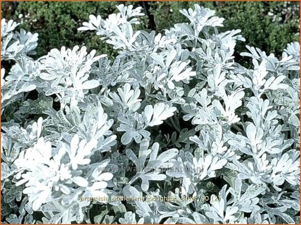 Artemisia stelleriana 'Boughton Silver' | Alsem, Bijvoet, Edelruit | Gabelblättriger Silber-Wermut