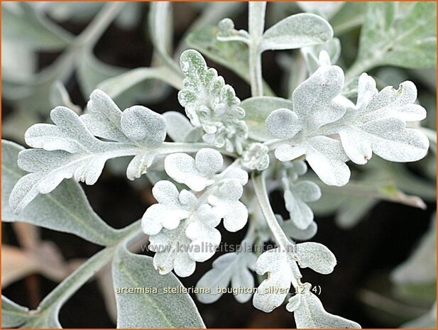 Artemisia stelleriana 'Boughton Silver' | Alsem, Bijvoet, Edelruit | Gabelblättriger Silber-Wermut