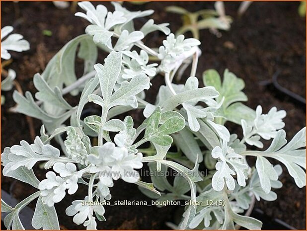 Artemisia stelleriana 'Boughton Silver' | Alsem, Bijvoet, Edelruit | Gabelblättriger Silber-Wermut