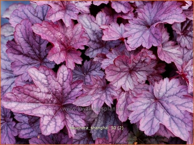 Heuchera 'Shanghai' | Purperklokje