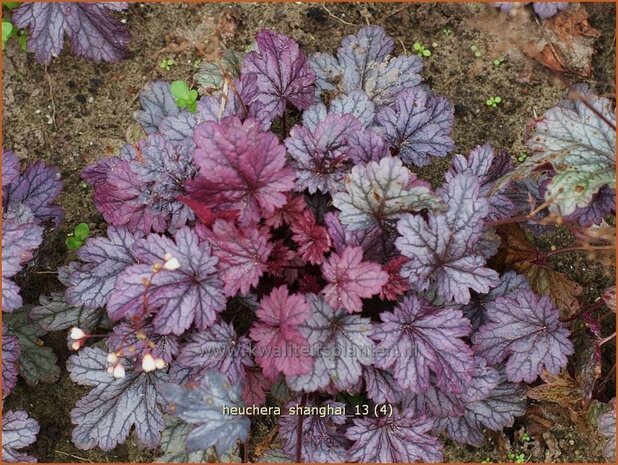 Heuchera 'Shanghai' | Purperklokje