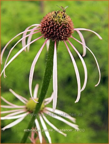 Echinacea pallida 'Hula Dancer' | Zonnehoed