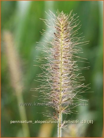 Pennisetum alopecuroides 'Gelbstiel' | Lampenpoetsersgras