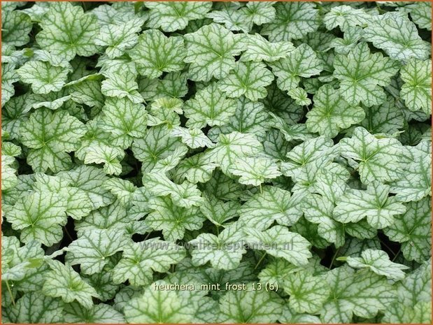 Heuchera 'Mint Frost' | Purperklokje