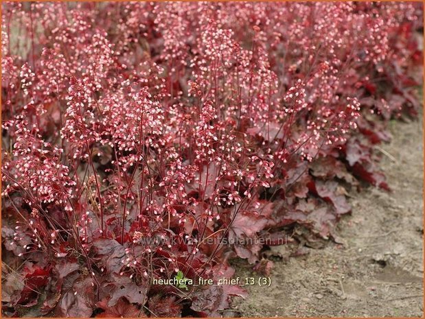 Heuchera 'Fire Chief' | Purperklokje