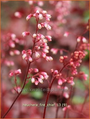 Heuchera 'Fire Chief' | Purperklokje