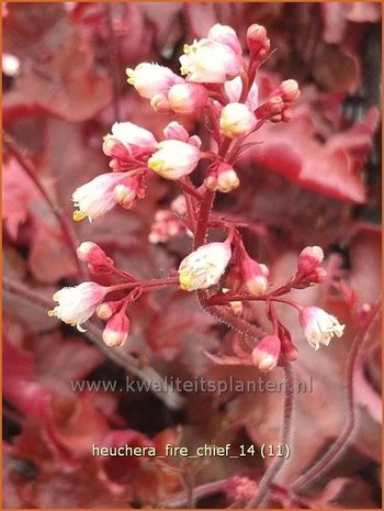 Heuchera 'Fire Chief' | Purperklokje