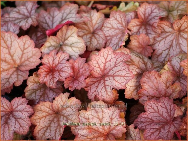 Heuchera 'Georgia Peach' | Purperklokje