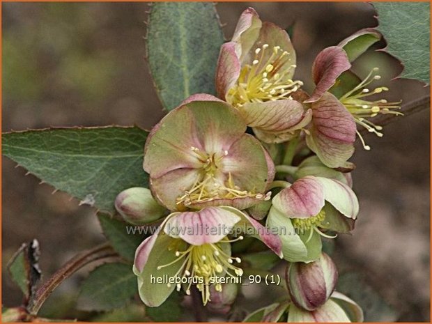 Helleborus sternii | Kerstroos, Stinkend nieskruid