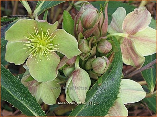 Helleborus sternii | Kerstroos, Stinkend nieskruid